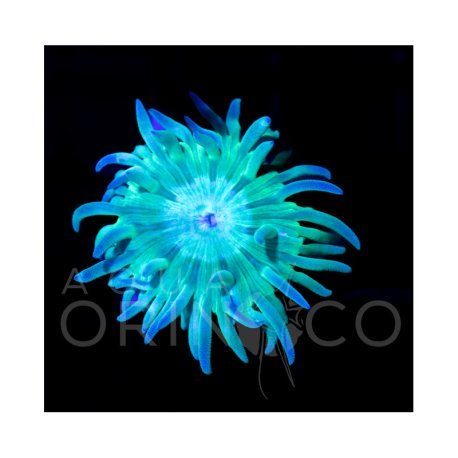Mint Green Duncan - Duncanopsammia axifuga II