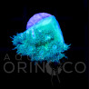 Green Duncan - Duncanopsammia axifuga