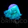 Green Duncan - Duncanopsammia axifuga