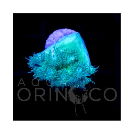Green Duncan - Duncanopsammia axifuga
