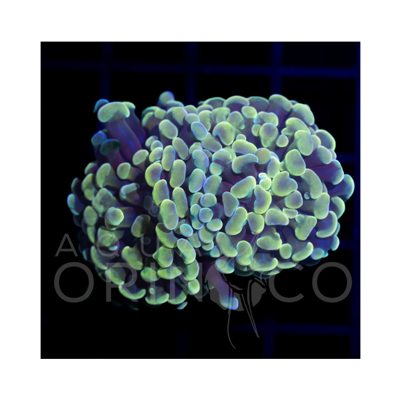Euphyllia parancora Reverse