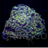 Euphyllia baliensis Yellowish WYSYWIG II