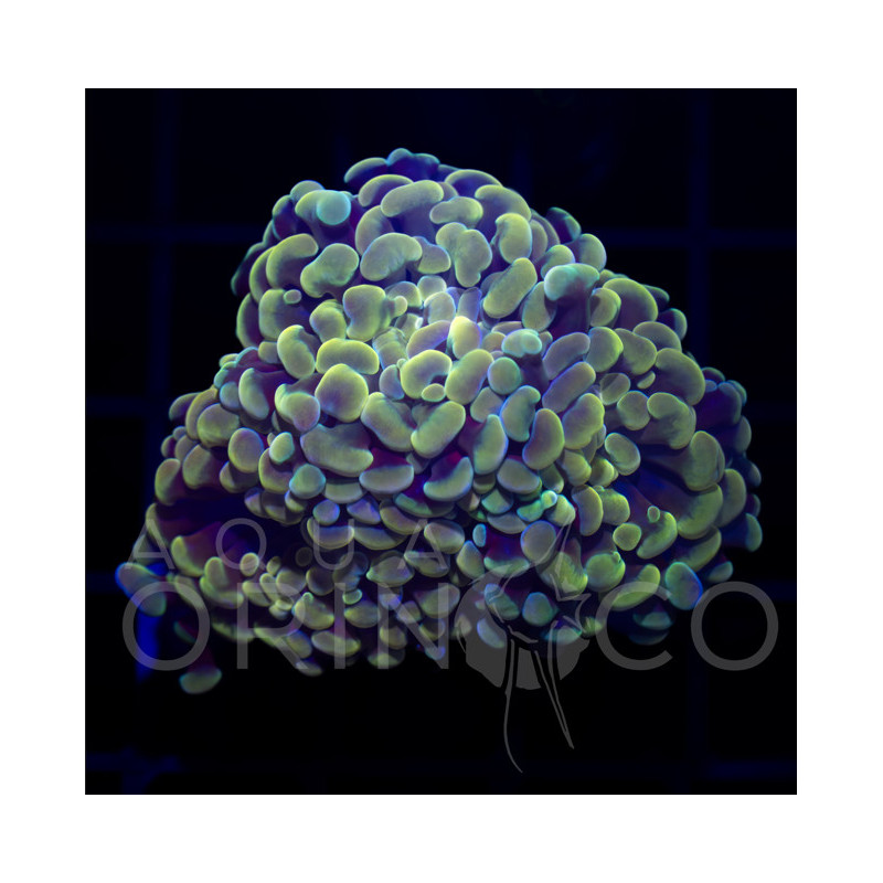 Euphyllia baliensis Yellowish WYSYWIG II