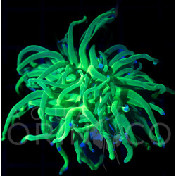 Euphyllia glabrescens Blueberry Torch WYSYWIG Euphyllia glabrescens Blueberry Torch WYSYWIG