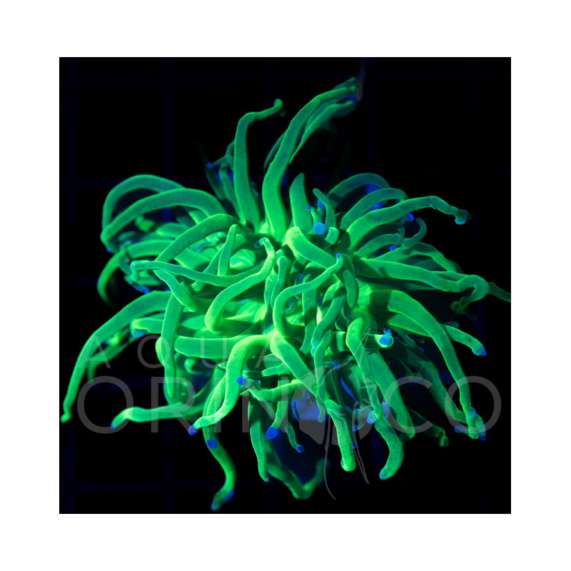 Toxic Green Torch - Euphyllia glabrescens