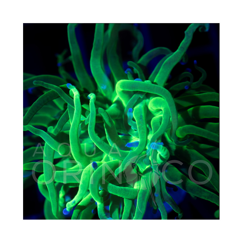 Toxic Green Torch - Euphyllia glabrescens