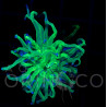 Euphyllia glabrescens Blueberry Torch WYSYWIG II