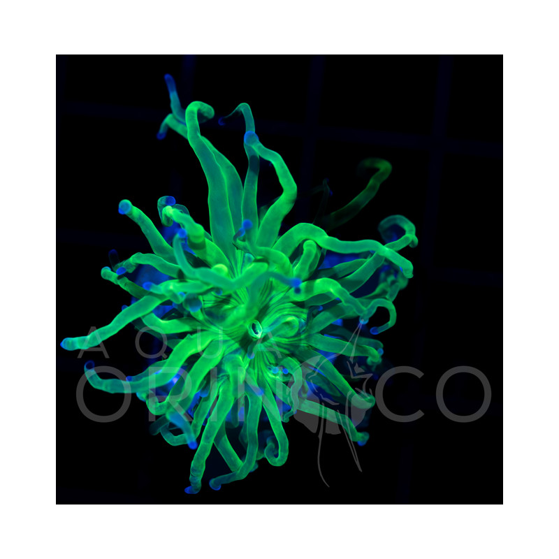 Euphyllia glabrescens Blueberry Torch WYSYWIG