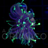 Euphyllia glabrescens Dragon Soul