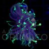 Euphyllia glabrescens Dragon Soul