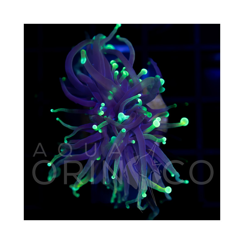 Euphyllia glabrescens Dragon Soul