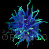 Euphyllia glabrescens Green Tip Black Torch WYSYWIG