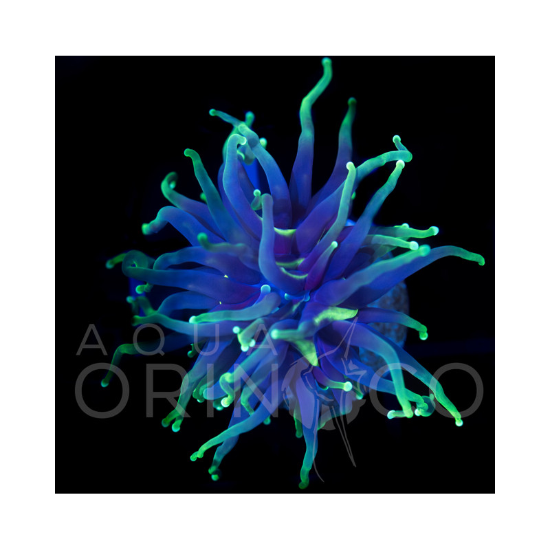 Euphyllia glabrescens Green Tip Black Torch WYSYWIG