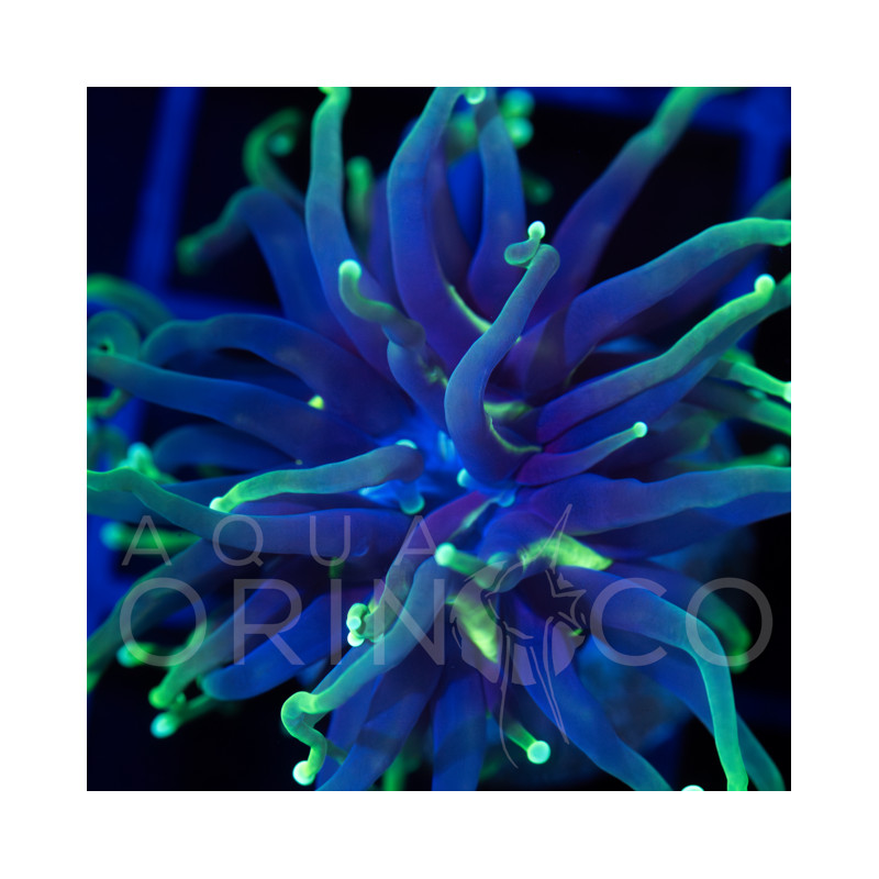 Euphyllia glabrescens Green Tip Black Torch WYSYWIG