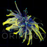 Euphyllia glabrescens Hellfire Torch WYSYWIG