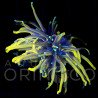 Euphyllia glabrescens Hellfire Torch WYSYWIG