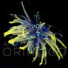 Euphyllia glabrescens Hellfire Torch WYSYWIG