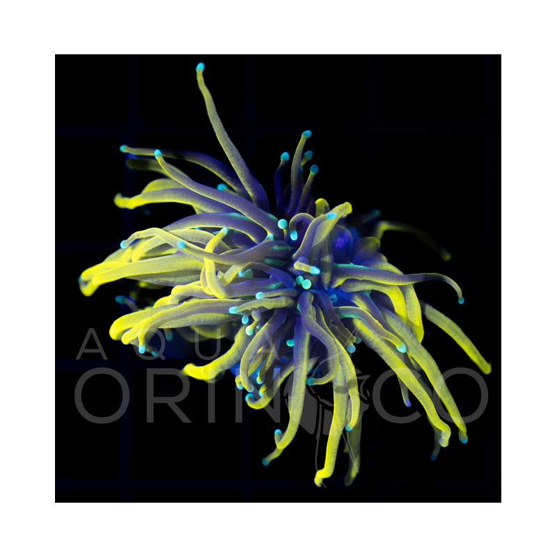 Euphyllia glabrescens Green Tip Black Torch WYSYWIG