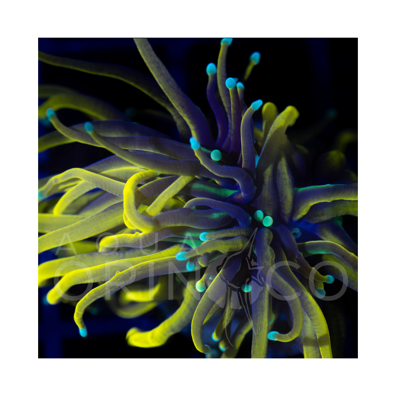 Euphyllia glabrescens Green Tip Black Torch WYSYWIG