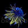 Euphyllia glabrescens NY Knicks Torch  WYSYWIG