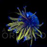 Euphyllia glabrescens NY Knicks Torch  WYSYWIG