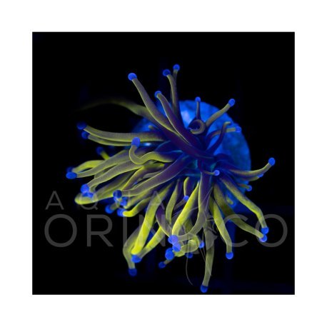 Euphyllia glabrescens NY Knicks Torch  WYSYWIG