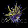 Euphyllia glabrescens NY Knicks Torch  WYSYWIG II