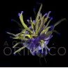Euphyllia glabrescens NY Knicks Torch  WYSYWIG II