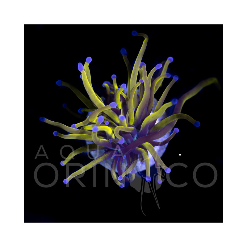 Euphyllia glabrescens NY Knicks Torch  WYSYWIG