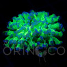 Euphyllia paradivisa Reverse  II WYSIWYG