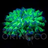 Euphyllia paradivisa Reverse  II WYSIWYG