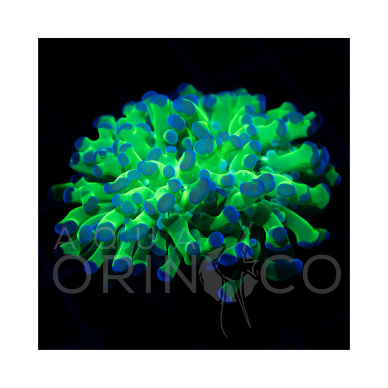 Euphyllia paradivisa Pink WYSIWYG