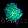 Euphyllia paradivisa Reverse  WYSIWYG
