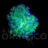 Euphyllia paradivisa Reverse  WYSIWYG