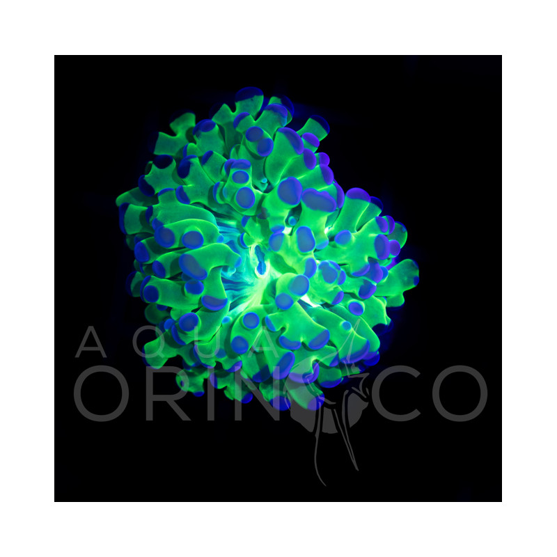 Euphyllia paradivisa Reverse  WYSIWYG