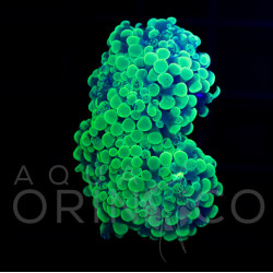 Euphyllia parancora Blotchi Euphyllia parancora Blotchi