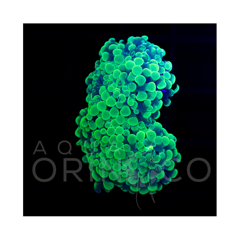 Euphyllia parancora Blotchi