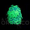 Euphyllia parancora Blotchi II
