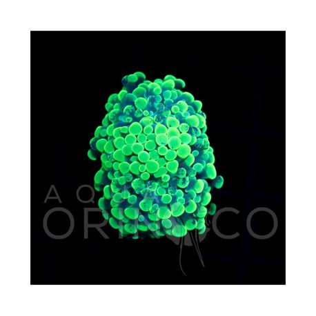 Euphyllia parancora Blotchi II