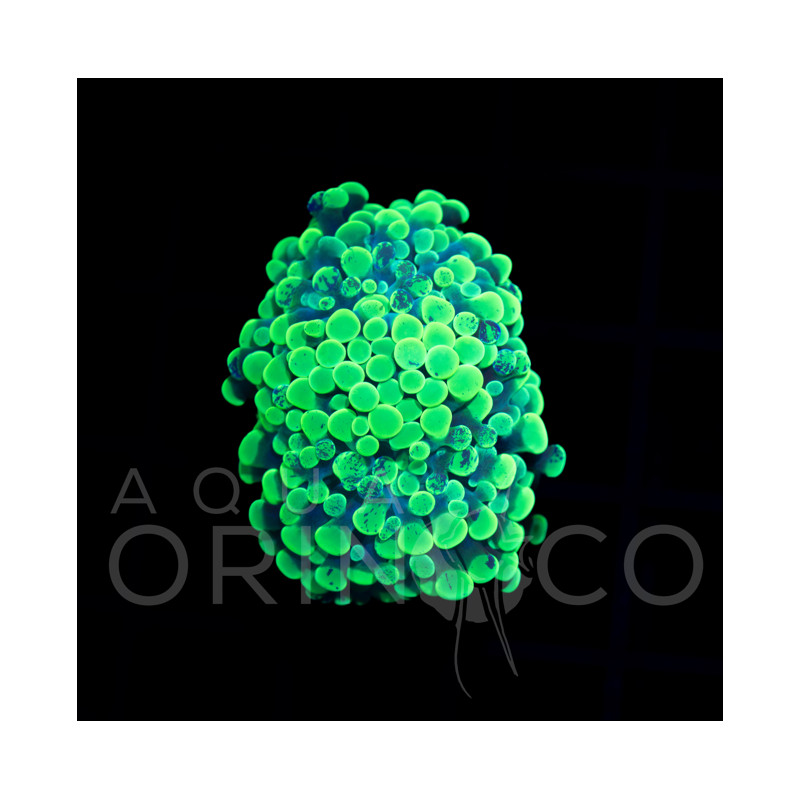 Euphyllia parancora Blotchi II