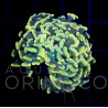 Euphyllia parancora Green II