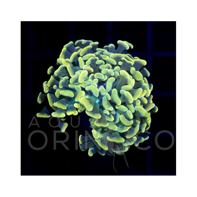 Euphyllia parancora Green II