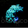 Euphyllia parancora Teal