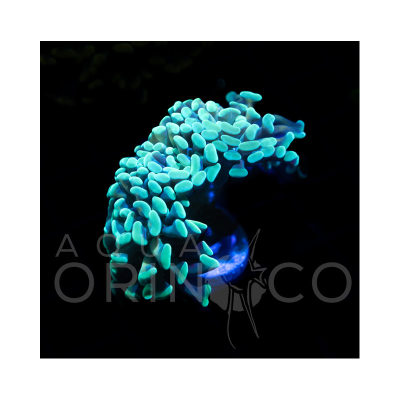 Euphyllia parancora Teal