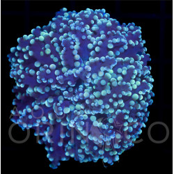Euphyllia yaeyamaensis Blue WYSIWYG Euphyllia yaeyamaensis Blue WYSIWYG