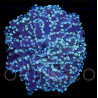 Euphyllia yaeyamaensis Blue II