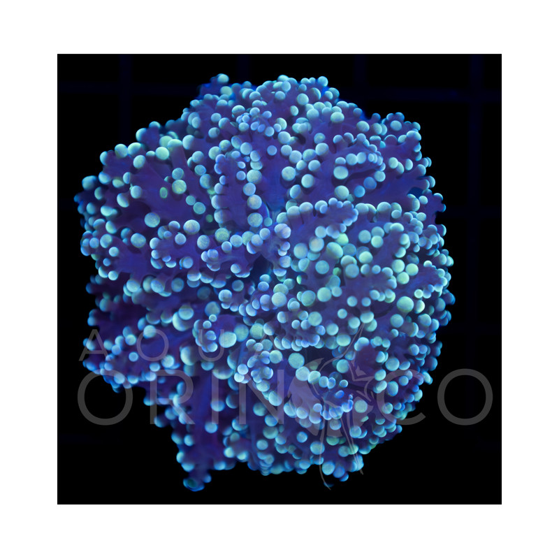 Euphyllia yaeyamaensis Blue II