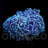 Euphyllia yaeyamaensis Blue WYSIWYG II