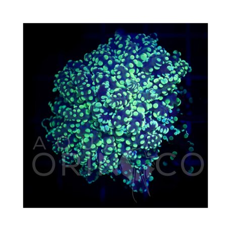 Euphyllia parancora Gold