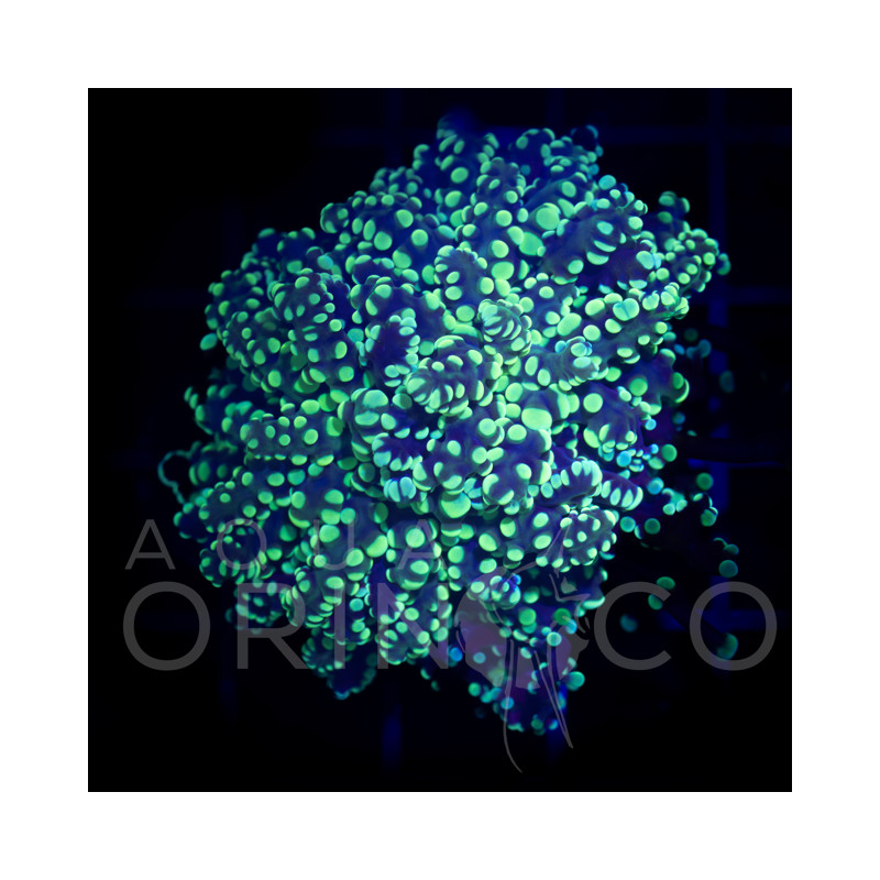 Euphyllia parancora Gold